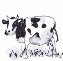 black and white cow 2