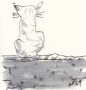 cat back on wall