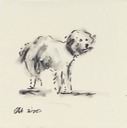 fluffy dog