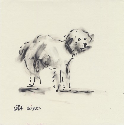 fluffy dog