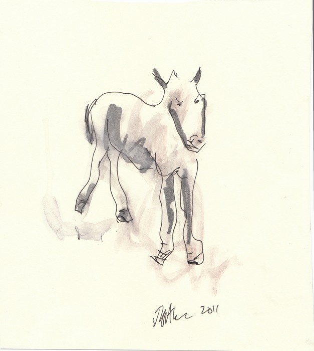 foal