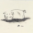 pig