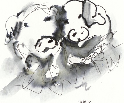 pigs