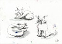 three cats sm